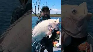 Grande Fantasma. #pescasub #spearfishing #pesca #pescaesportiva #pescaria #tilapia