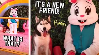 DOGS CUTE REACTION TO EASTER BUNNY