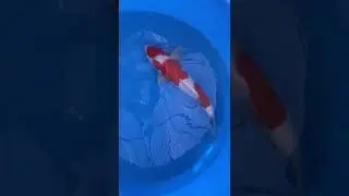 Maple koi.Breeder - Sak San. Show Grade 3 Step Kohaku. 50cm