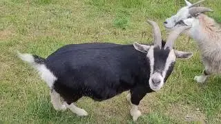 Three multicoloured Domestic goats in polder meadow @AndreIjsendoorn #goat #domesticanimals