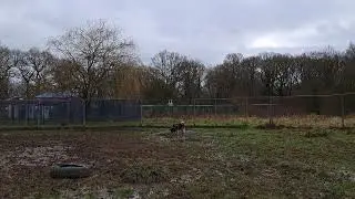 Mana and Riko playing in a muddy paddock