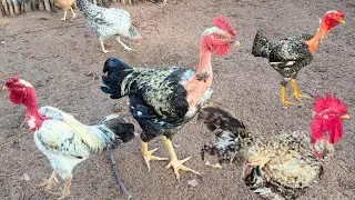 🔴 Mostrando a minha criação de galos e galinhas caipira no interior 😯🐓🐔😱🐥🤠