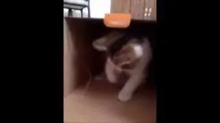 Kitty in a box !