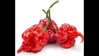 🔥 Fresh Pod Challenge at Heckers Garden Centre - 03 March 2024 🌶 | [chilliboyzsouthafrica458]