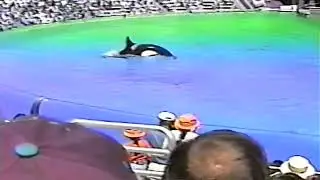 Shamu Stadium - Dine with Shamu in B pool - SeaWorld San Diego - September 2000