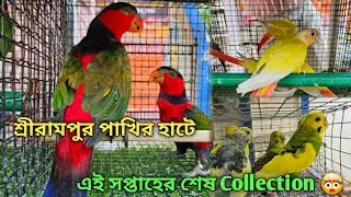 Serampore Pet Market 💥|🔥 Recent Bird Price Update | Premium Quality Monk Parakeet, Conure Etc.🤯