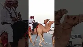 Camel Police of Qatar 🐪 #camel #police #qatar #pakistan