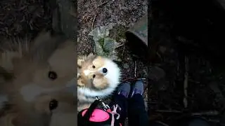 Fun dogtraining in the forest 🐕⭐&hearts;️ @Laddie-TheDog  #dogshorts
