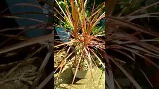 Dracaena Marginata (Red) | Madagascar Dragon Tree | with Birds' Chirping background  || Verna BP