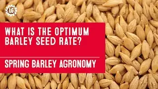 Spring Barley Agronomy Series - 4. Getting the Optimum Seed Rate