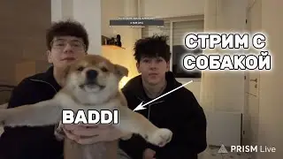 ВАНДЕНИЗКИ первый стрим с собакой в Испании | истории и общение
