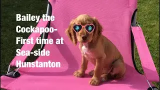 Puppy&rsquo;s first time at seaside-day out with my puppy puppy vlog 🐶