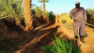 تجربة مدهشة: زراعة الخردل الهندي بجوار الفلفل الحار والقصبرة!