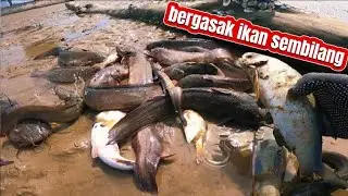 🔥BERGASAK IKAN SEMBILANG/GEMANG PANTAI MORIB #gasak #ikan 