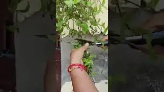 how to grow turtle wine in a pot 🪴 #shorts #nature #plants #trending #new