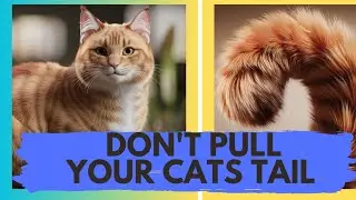 Revealing Cat Tail Injury Prevention Secrets