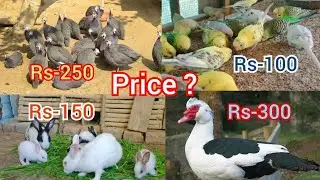 All Pets Price ? | Desi Chicken farming | Guinea flow farming | Turkey Bird farming | Poultry farm