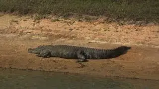 Spotted A Big Alligator Resting On the Bank