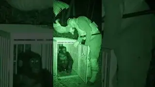 🐱&hearts;️🦍 Mother Cat Repays the Favor, Saves Baby Gorilla    #animalvideo #animals #AnimalRescue