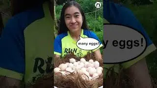 Benefits of feeding Moringa to your hens