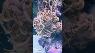 Basket star. #nature #wildlifeentertainment  #naturetreasures #natgeo #plants #nationalgeographic