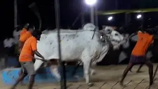 Bulls Stone Pulling Competition , Yenamalakuduru Bull Race , Yenamalakuduru Bulls Stone Pulling Race