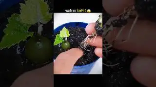 Unbelievable Grapes Plant Discovery! 😱