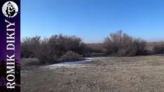 В поисках январского зайца 2025 г.