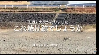 No.413  1月平日ウォッチ‼️ハ菅橋上流火災跡⁉️か？強風予報、空気乾燥、枯れ草だらけ、の中で焚き火は超危険‼️絶対にやめましょう。キャンプ中の隣人、周辺住民に大迷惑かかります