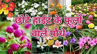 छोटे hight के फूलों वाले permanent पौधें ll Flowering Plants With Small Height in small pot