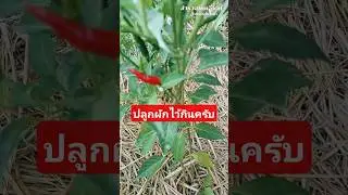 Grow some vegetables to eat.