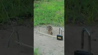 Super Effective Unique Quail Trap #ytshorts #quail #animaltrap