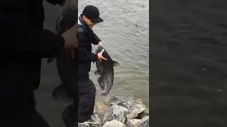 Big #catfish #fishing #fyp #fypシ