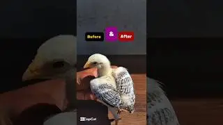 Chick Before & After Transformation #birds #chickgrowth #chicks #aseelmurga #rooster