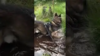 Once in a lifetime when we walk #huskyadventures #siberianhusky #hikingadventures