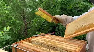 Single Brood Chamber July 16. Time to harvest some honey.