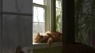 When Laziness Meets Sunshine ☀️ &ndash; Cat Edition | SyntrackAI