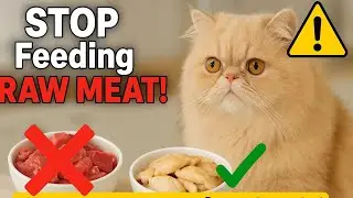 Stop Feeding RAW Meat to Your Persian Cat ❌ | Hidden Dangers You Must Know