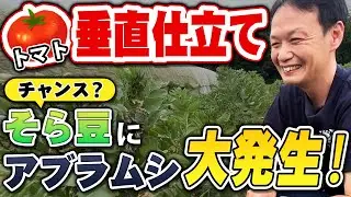 【自然栽培234】トマトが1.5倍になった方法！アブラムシどうする？