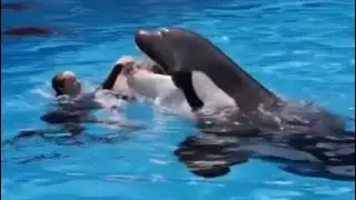 Jessica Radcliffe Orca Attack Video | Truth About the Death of the Orca Trainer