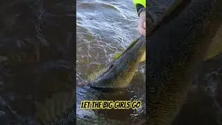 Big Walleye released! #walleye #walleyefishing #letthemgo #lakeontario  #release