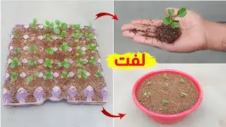 طريقة عبقرية لزراعة اللفت من البذور في كرتونة بيض متوفرة في منزلك