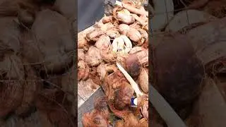 Russel's Viper and her babies spotted at a house; some are dead
