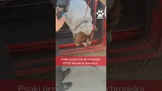 Dwa psiaki uwięzione w ruinie starego, spalonego garażu bez dachu! Teraz czekają na prawdziwy dom!