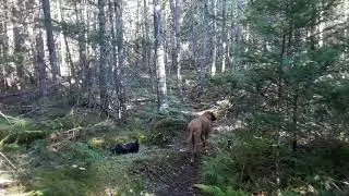 pre harvest Oliver's trail pt1