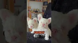 The Dog Episode : 75 | Dog Facts 101 | FROODLE | French Bulldog X Poodle |