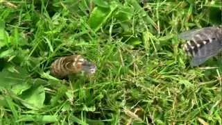 TAON des Boeufs/Pas Vieux/Tabanus bovinus ! BRUITX