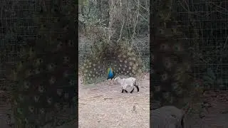 GOAT focus, don't get distracted! 🐐🦚 #babygoat #farmlife #peacock #pygmy