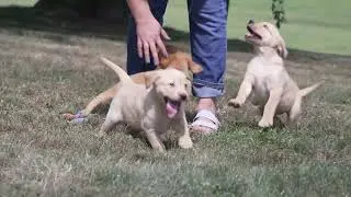 Loren Miller's Lab Puppies