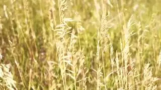 Soothing relaxation sounds - 30 minute pre sleep meditation - wheatfield gently blowing in the wind
